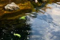 West Indian manatee Royalty Free Stock Photo