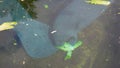 West Indian manatee Royalty Free Stock Photo