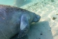 A West Indian Manatee Rolls Over for a Tummy Rub, Royalty Free Stock Photo