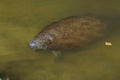 West Indian Manatee Swimming In The Swamp Waters Of The Everglades National Park In Florida