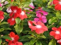 West Indian periwinkle, Bringht eye, Vinca, Cayenne jasmine, Old maid, Catharanthus roseus name red and pink color folower in
