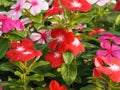 West Indian periwinkle, Bringht eye, Vinca, Cayenne jasmine, Old maid, Catharanthus roseus name red and pink color folower in