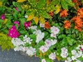 West Indian periwinkle, Bringht eye, Vinca, Cayenne jasmine, Old maid name pink, white, purple color flower in garden Royalty Free Stock Photo