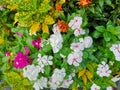 West Indian periwinkle, Bringht eye, Vinca, Cayenne jasmine, Old maid name pink, white, purple color flower in garden Royalty Free Stock Photo