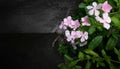 West Indian periwinkle in garden with dark wall Royalty Free Stock Photo