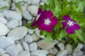 West Indian periwinkle in garden with white stone background Royalty Free Stock Photo