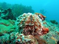 West Indian Sea Egg