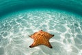 West Indian Sea Star on Seafloor of Caribbean Sea