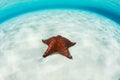 West Indian Starfish on Shallow, Caribbean Sand Flat