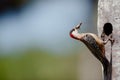 West Indian Woodpecker (Melanerpes superciliaris)