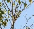 West Indian woodpecker singing from the branches of a tree in Cuba.