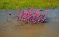 Blooming saksaul trees in the flooded plains.