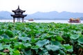 The west lake(hangzhou,china) Royalty Free Stock Photo
