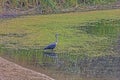 A heron in the waterhole around Simpsons Gap area at West MacDonnell National Park or Tjoritja in Northern Territory, Australia. Royalty Free Stock Photo