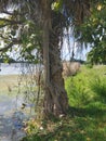 in west palm beach Florida swirling tree