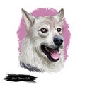 West Siberian Laika dog breed portrait isolated on white. Digital art illustration, animal watercolor drawing of hand drawn doggy
