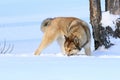 The West Siberian Laika. The dog during the hunt sniffs the trail