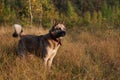 West Siberian laika (husky)