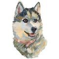 The west siberian laika, watercolor hand painted dog portrait