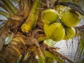 West Sumara 22 April 2024: coconut fruit on the trunk