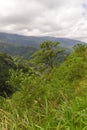 Green Forest Daylight-3 West sumatera Royalty Free Stock Photo