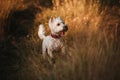 West terrier dog standing in the field Royalty Free Stock Photo