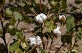 West Texas Cotton.