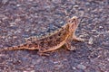 West Texas Horned Toad Royalty Free Stock Photo