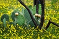 West Texas Prickly Pear Cactus in full bloom