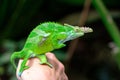 West Usambara two horned chameleon, Kinyongia multituberculata