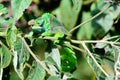 West Usambara two horned chameleon, Kinyongia multituberculata