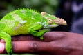 West Usambara two horned chameleon, Kinyongia multituberculata