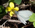 West Virginia White butterfly and halberd-leaved violet on Little River Trail, Great Smoky Mountains National Park, Tennessee