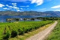 Westbank West Kelowna Okanagan Lake Vineyard Royalty Free Stock Photo