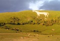 Westbury White Horse Royalty Free Stock Photo