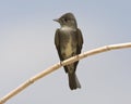 Westelijke Bospiewie, Western Wood-Pewee, Contopus sordidulus