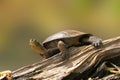 Wester Pond Turtle on a Log