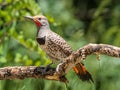 Wester Red Shafted Common Northen Flicker