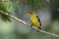 Wester Tanager