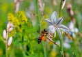 Western honey bee on onion-leafed Asphodel