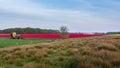 Tractor irrigating flower field in springtime