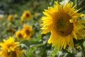 Westerland, the Netherlands. August 2021. Close up of a field of sunflowers. Royalty Free Stock Photo