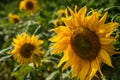 Westerland, the Netherlands. August 2021. Close up of a field of sunflowers. Royalty Free Stock Photo