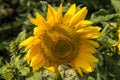 Westerland, the Netherlands. August 2021. Close up of a field of sunflowers. Royalty Free Stock Photo