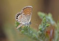 Westerm Pygmy-Blue Royalty Free Stock Photo