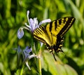 Westerm Yellow Tiger Swallowtail butterfly seeking nectar Royalty Free Stock Photo