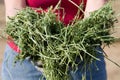 Western Alfalfa Royalty Free Stock Photo