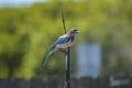 Western blue jay hides on perch in garden