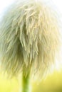 Western Anemone Seed Head macro image Royalty Free Stock Photo