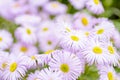 Western Aster, Symphyotrichum Ascendens growing in garden